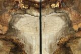 Petrified Wood (Oak) Bookends - Oregon #258317-1